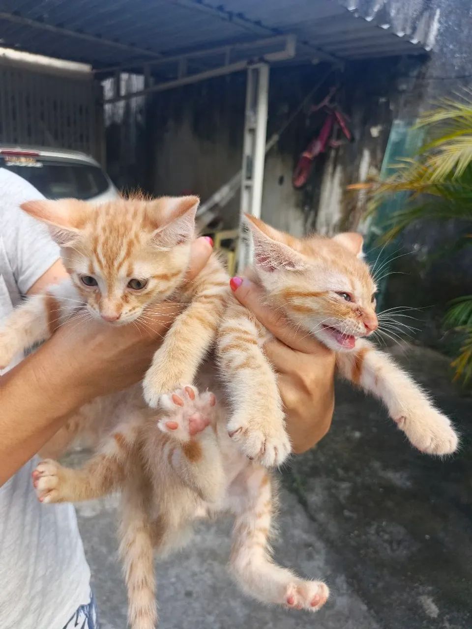 Gatinhos para adoção  - Foto 3
