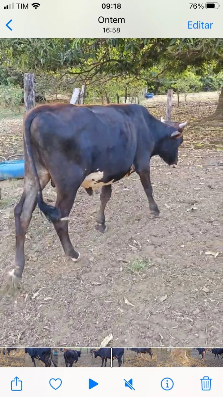 Bezerros Anelorado.