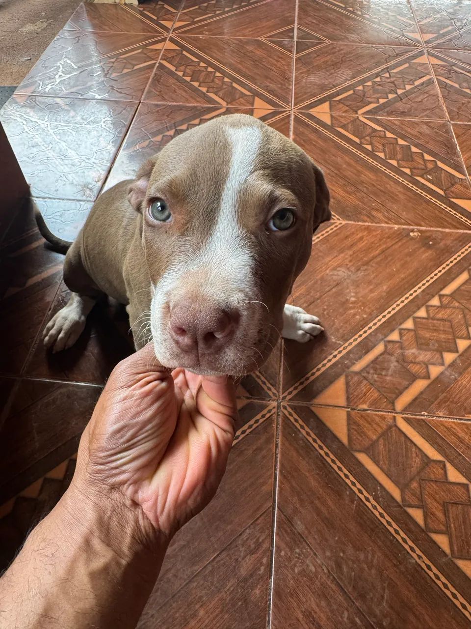Pitbul APBT  - Foto 3