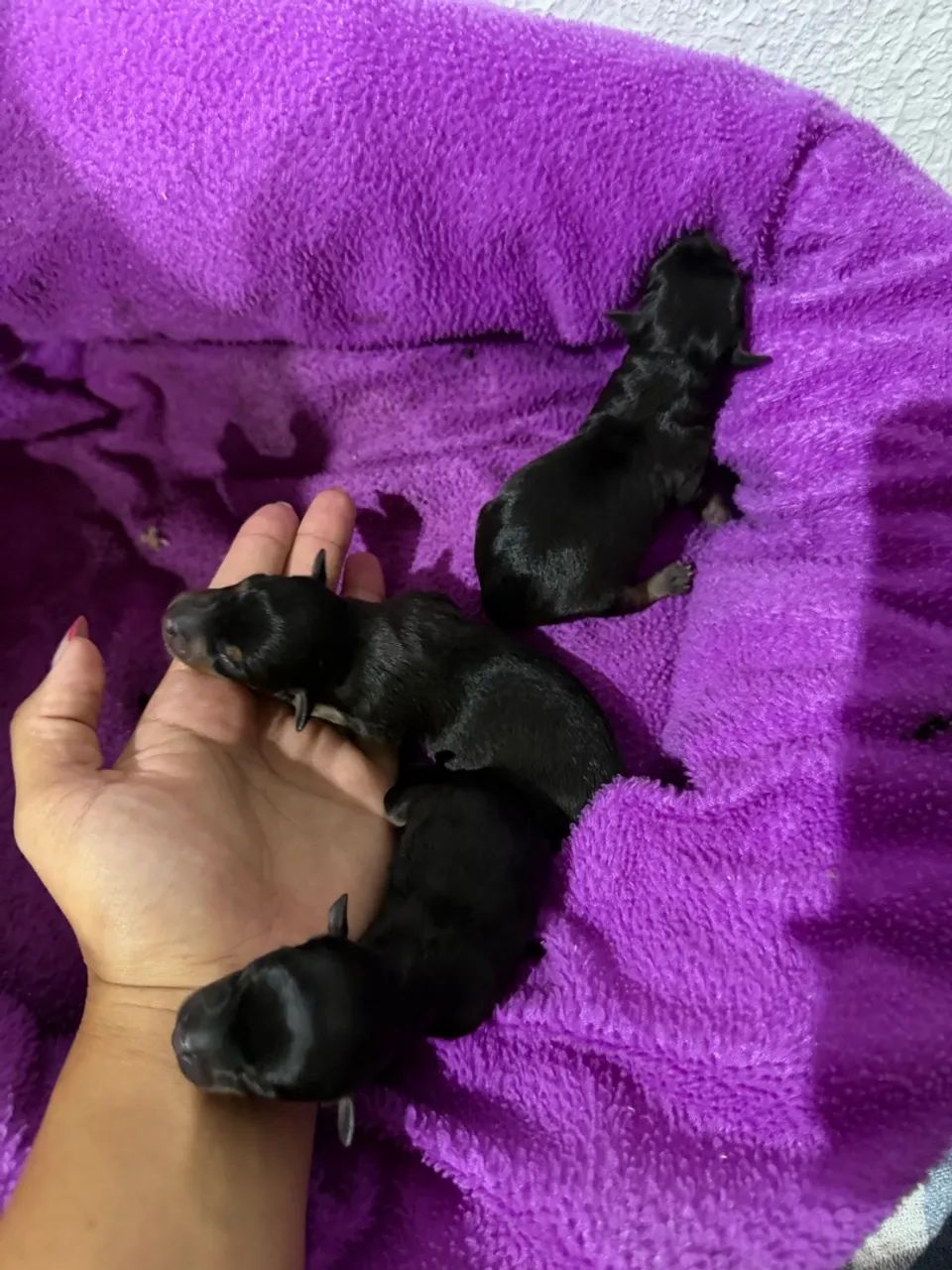 Pinscher ZERO - Foto 2