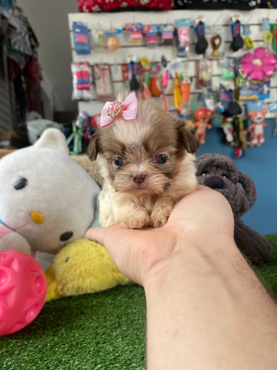 Shihtzu fêmea micro $2.600,00
