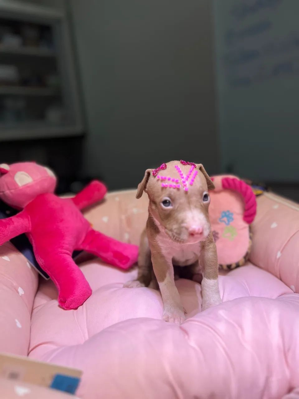 Filhote de Pit Bull Terrier  - Foto 2