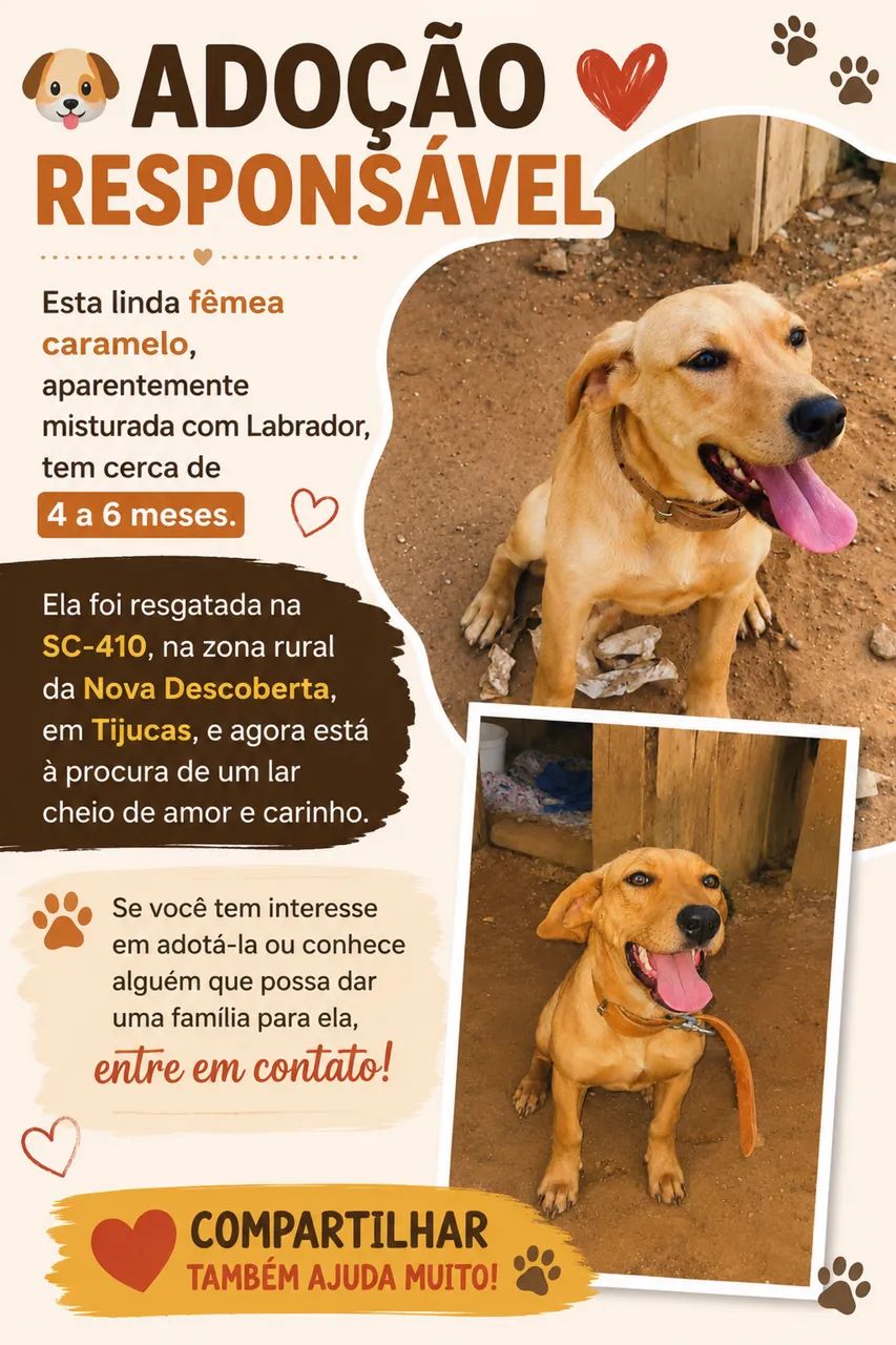 Cachorro fêmea caramelo 