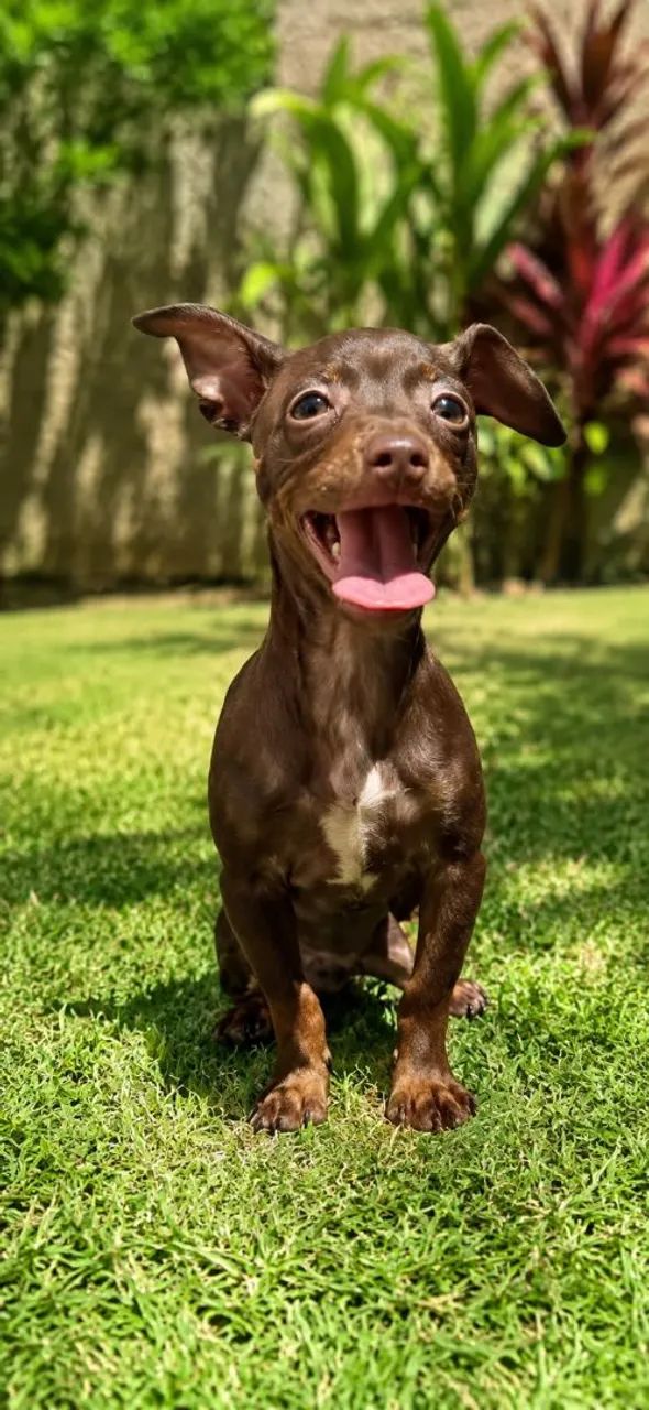 Pinscher macho - Foto 2