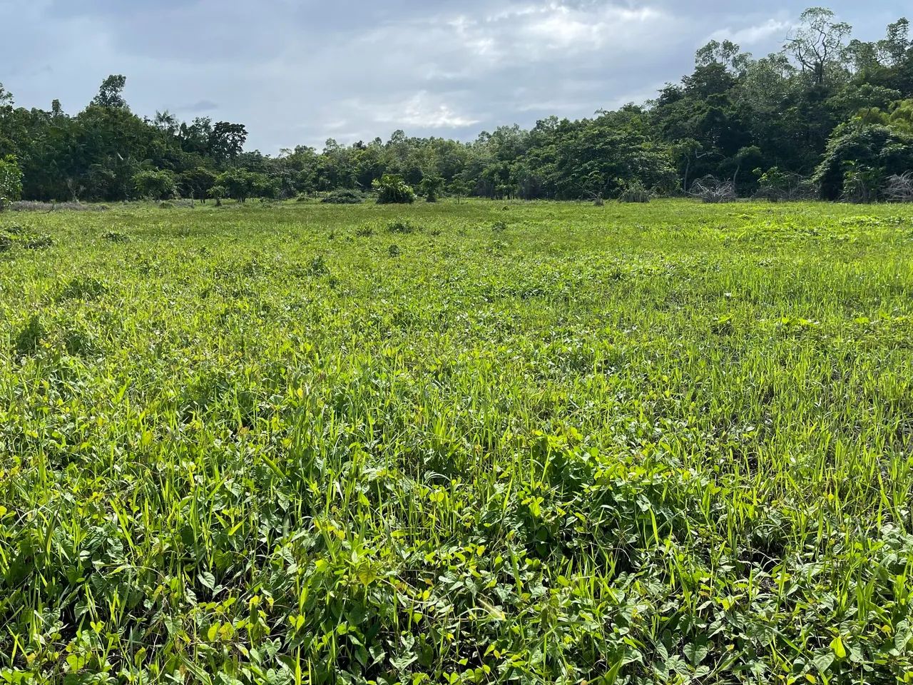 Fazenda ouro negro