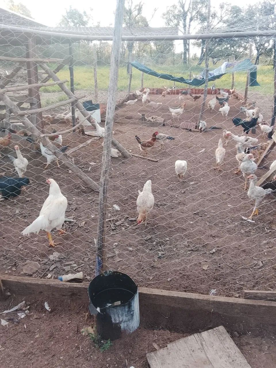 Frango 