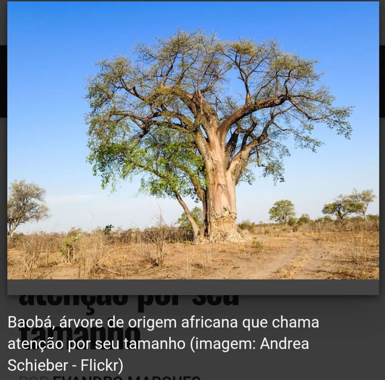 Baobá muda 8 anos - Foto 2