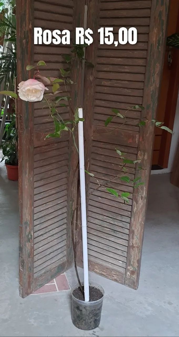 Muda de rosa  - Foto 2