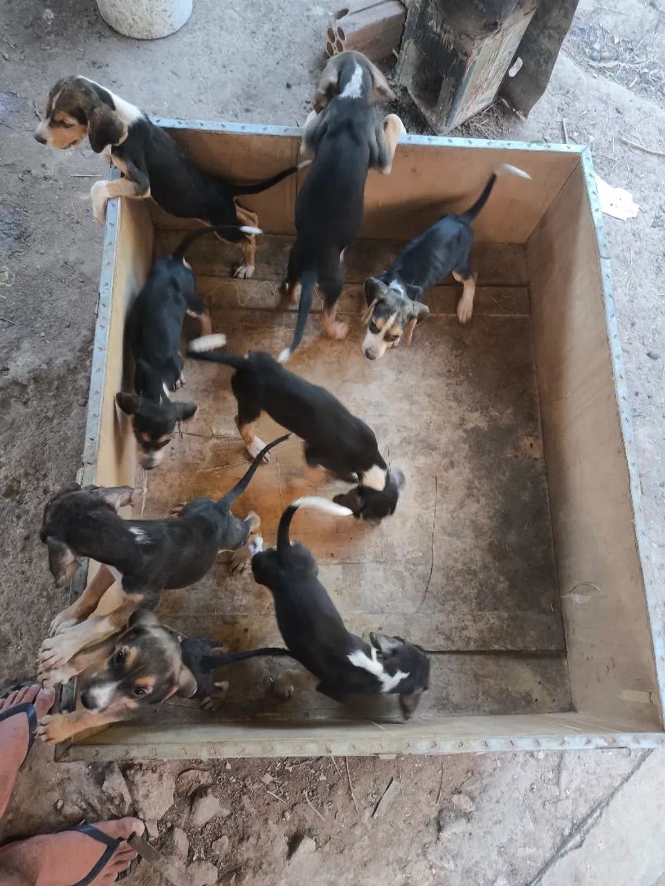 Cachorro Fox hounds americanos - Foto 3