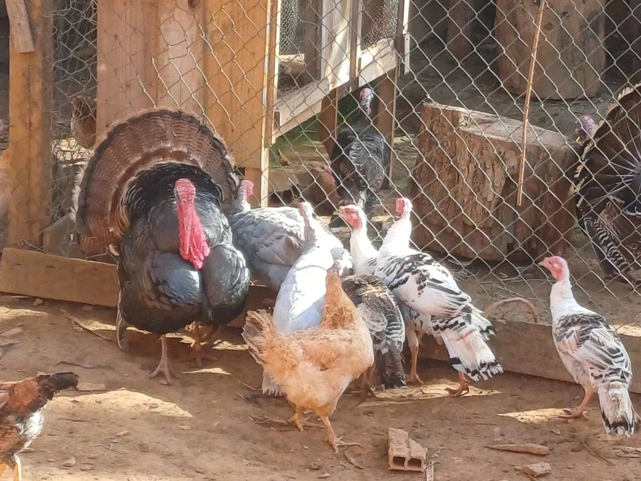 Perus fêmea e machos   - Foto 2