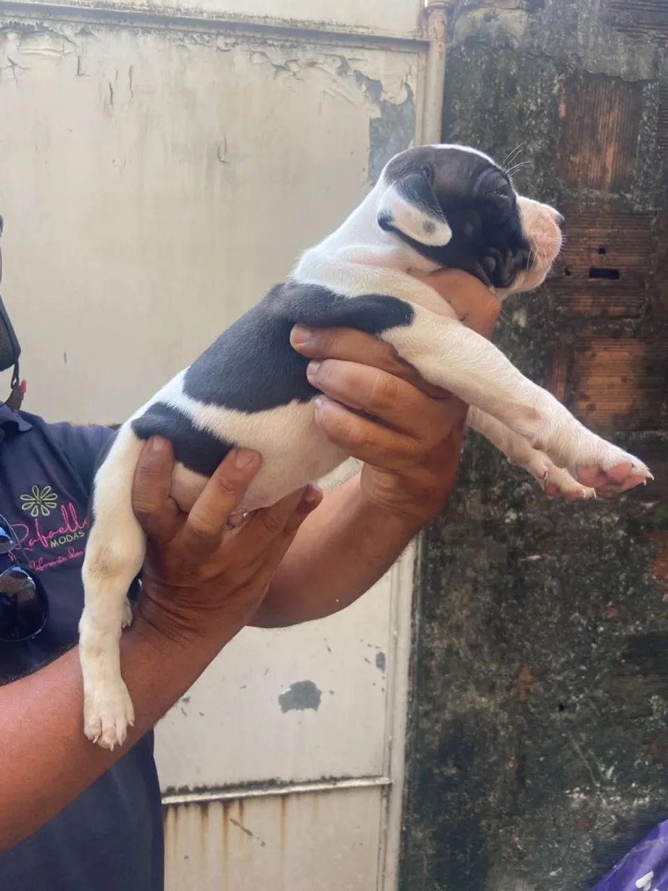 Cães de boa Genética  - Foto 2