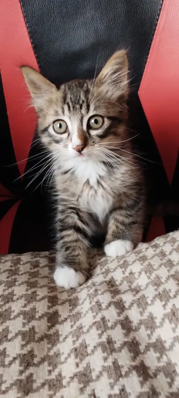 Gato para adoção