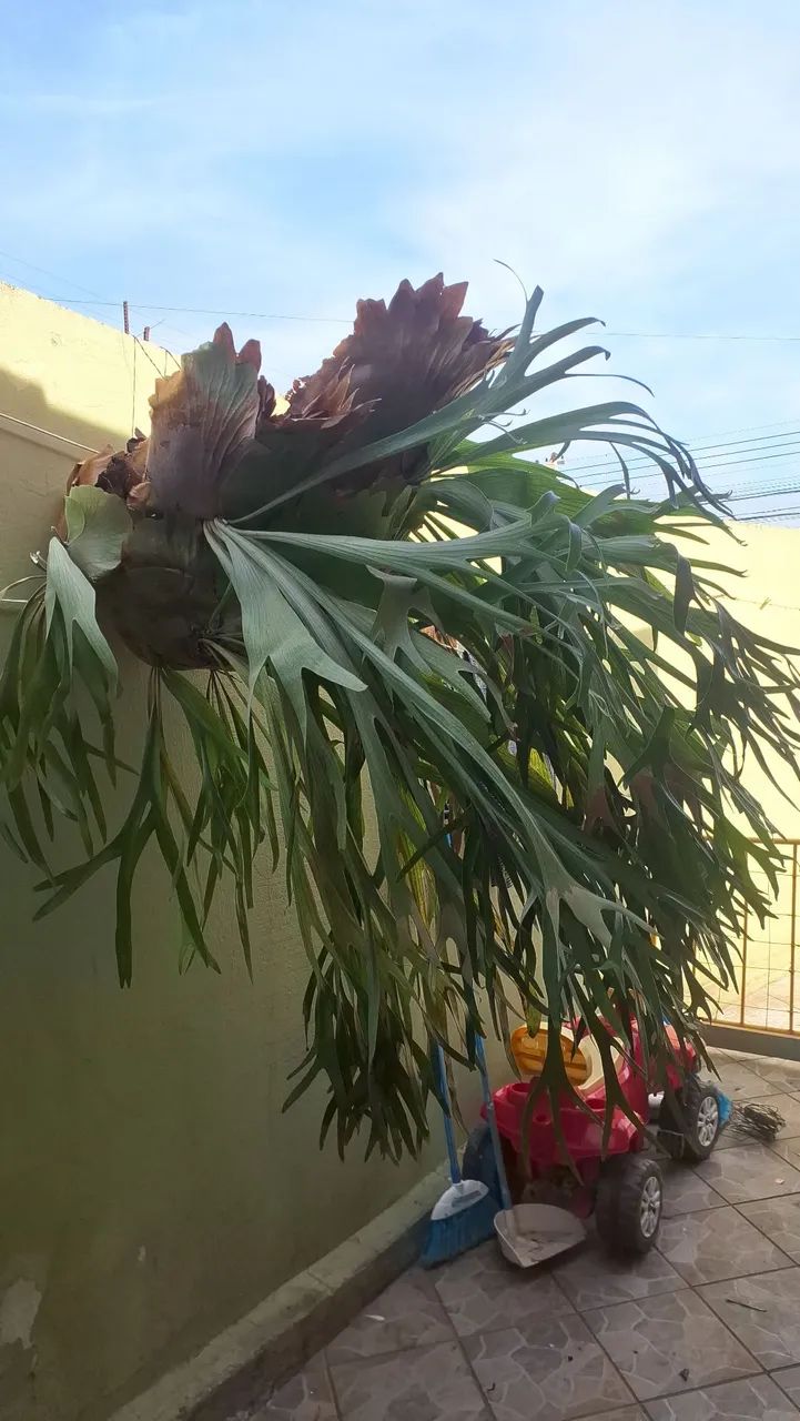 Vendo samabai xifre de veado 