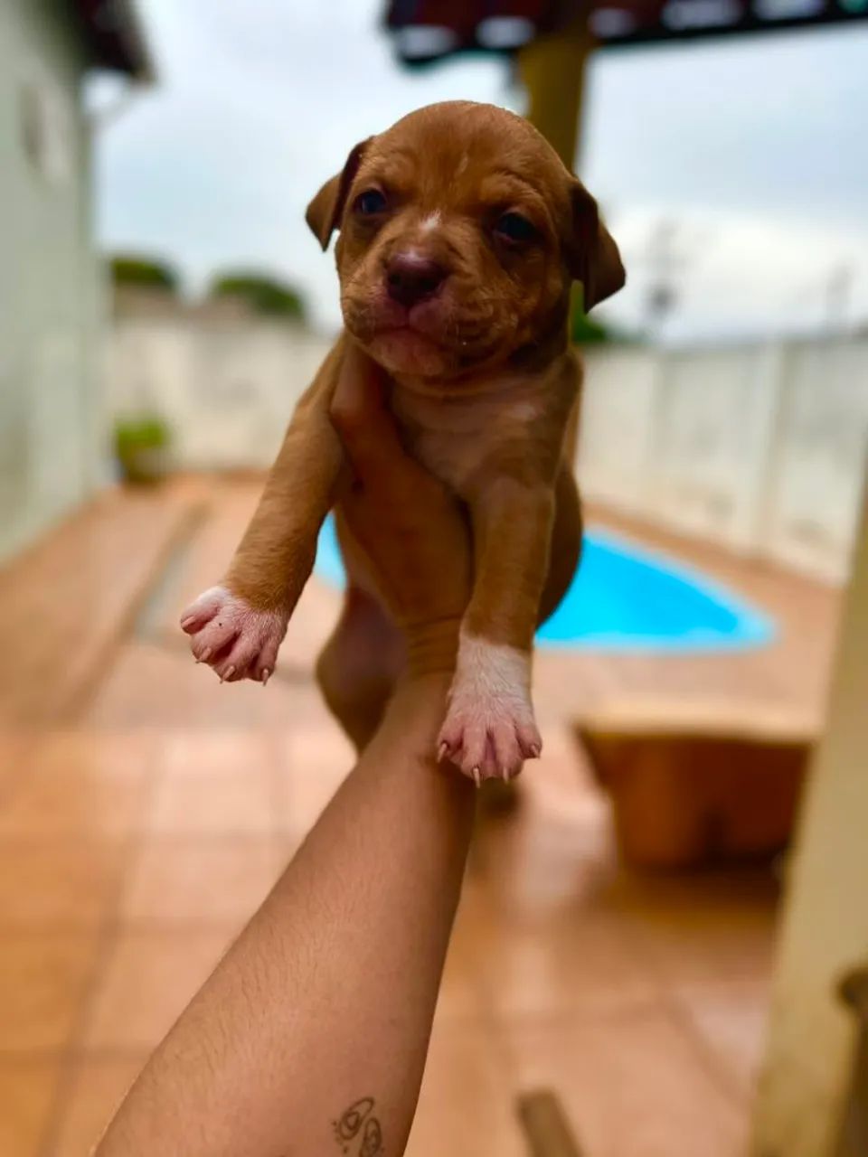 American Bully  - Foto 4