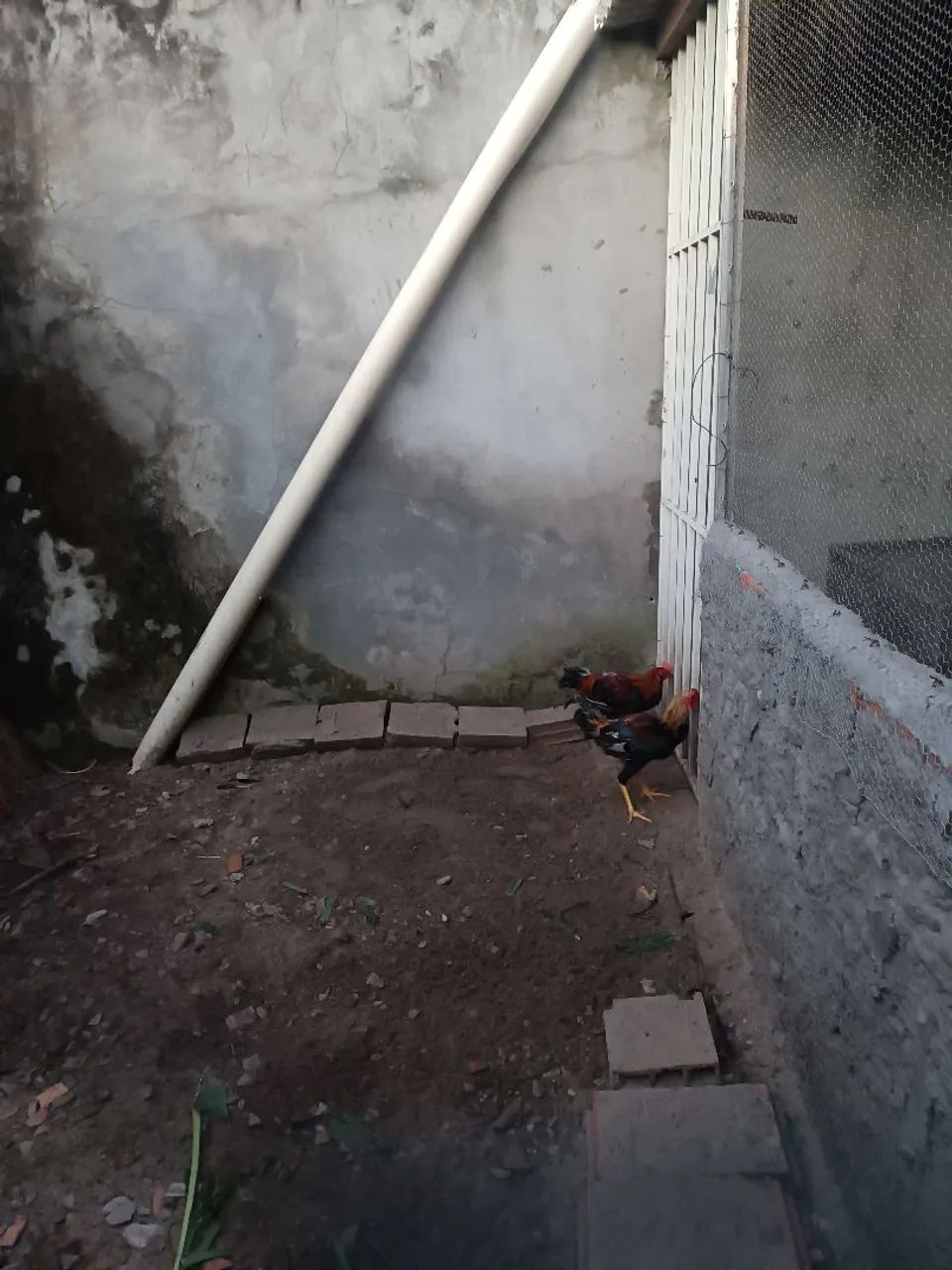 Galinha caipira  - Foto 2
