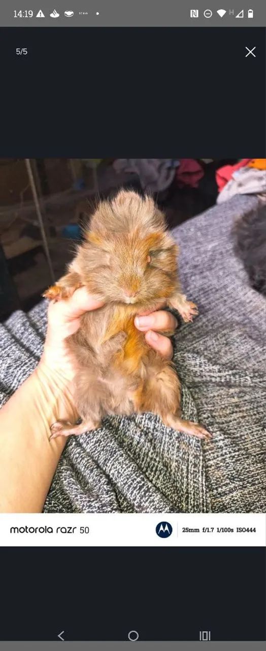 Vendo porquinho da índia peruano macho de 2 meses - Foto 4