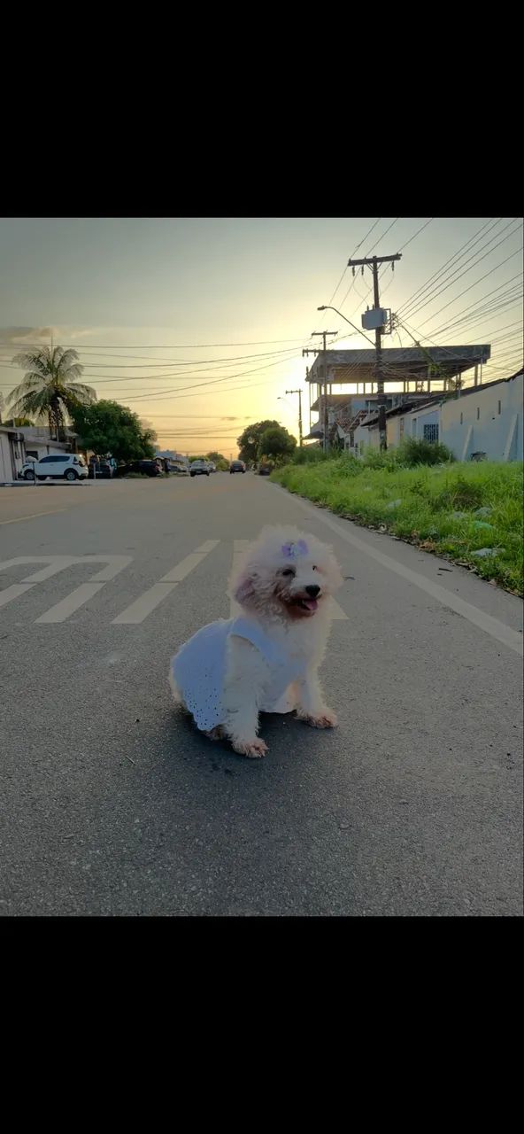 Cachorro  - Foto 4