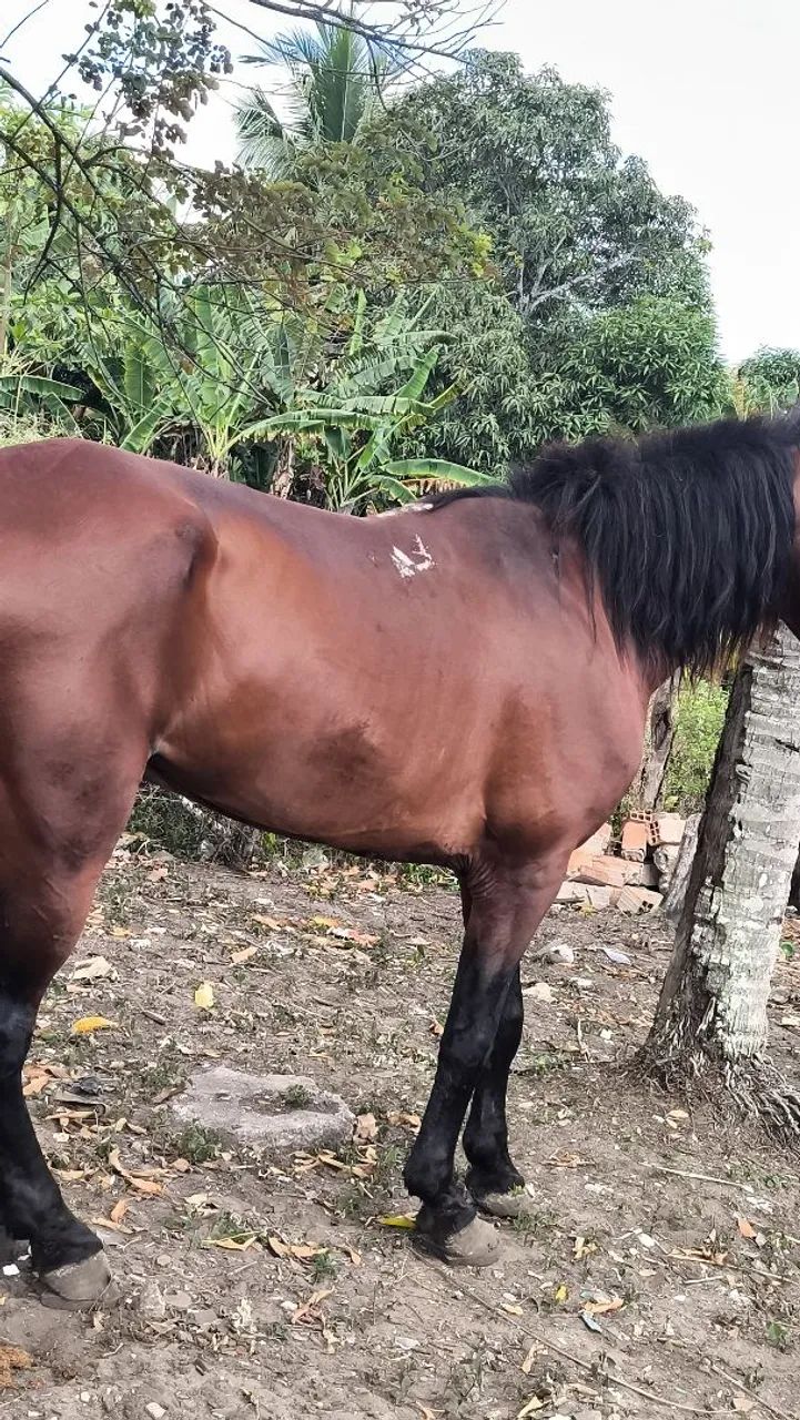 Cavalo manso, carroça testado  - Foto 3
