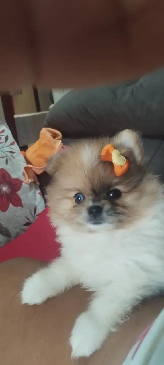 Cachorro spitz  - Foto 3