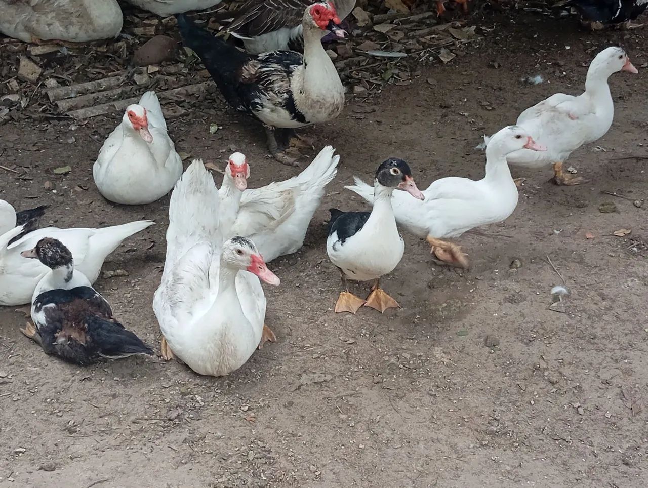 Patos criolos gigantes  - Foto 3