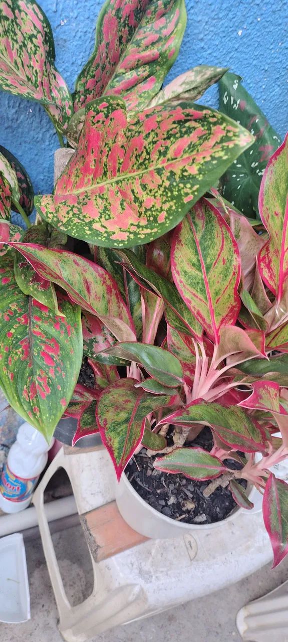 Plantas Ornamentais - Foto 3