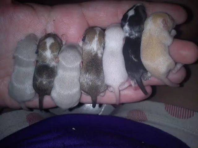 Vendo Filhotes de Gerbil ( Esquilo da Mongolia) - Foto 2