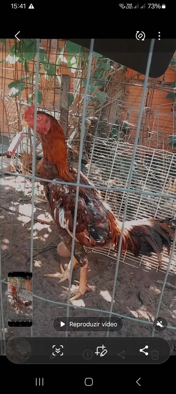 Frango  - Foto 2
