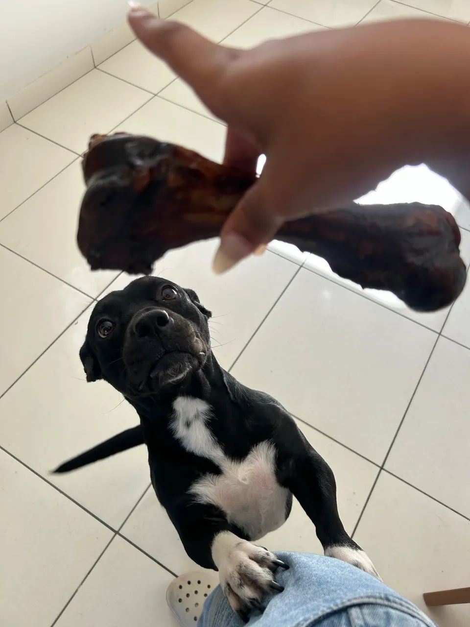 Para Adoção - Foto 2