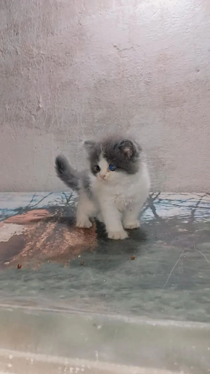 Angora  - Foto 2