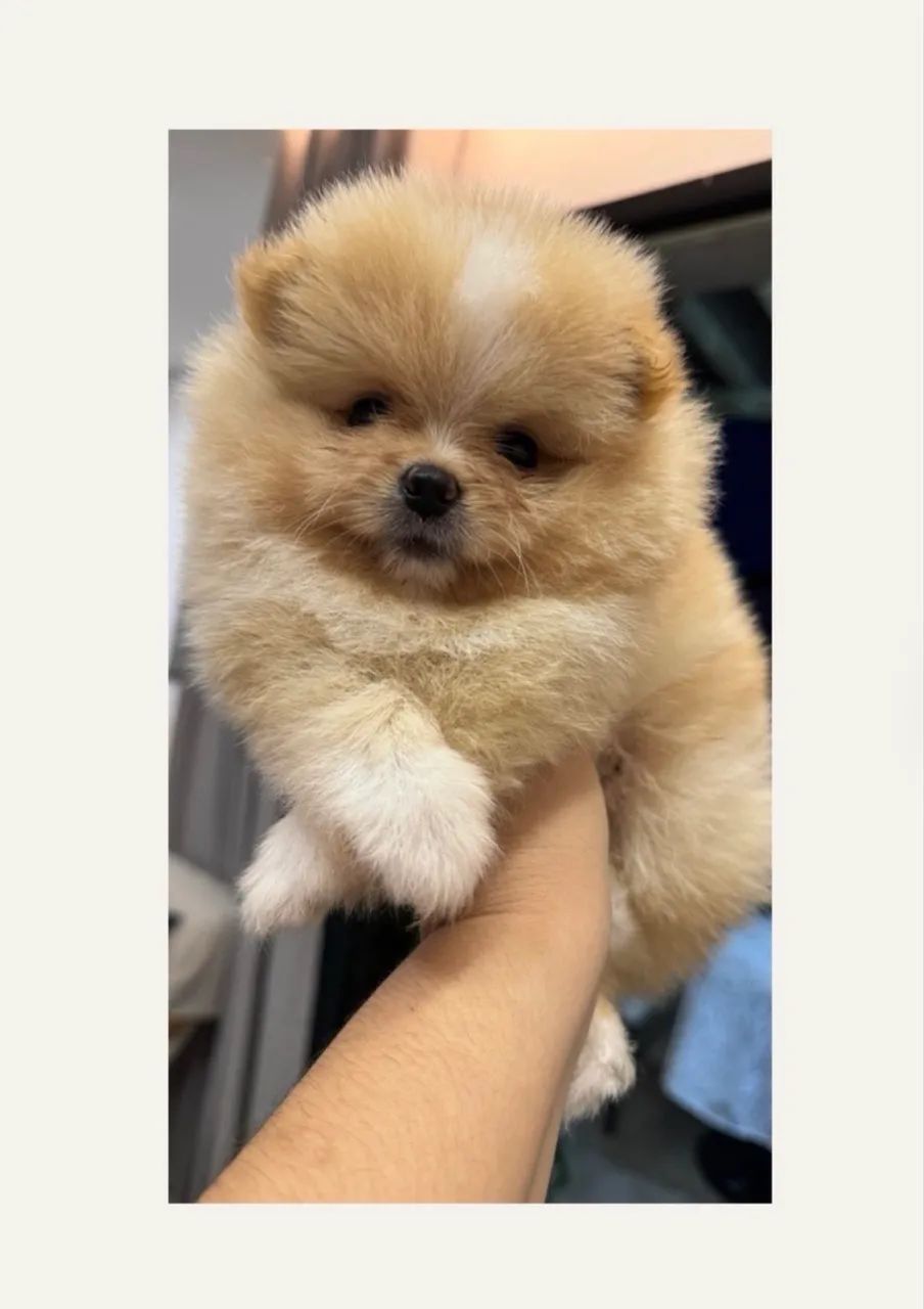 Lulu da pomerania  - Foto 3