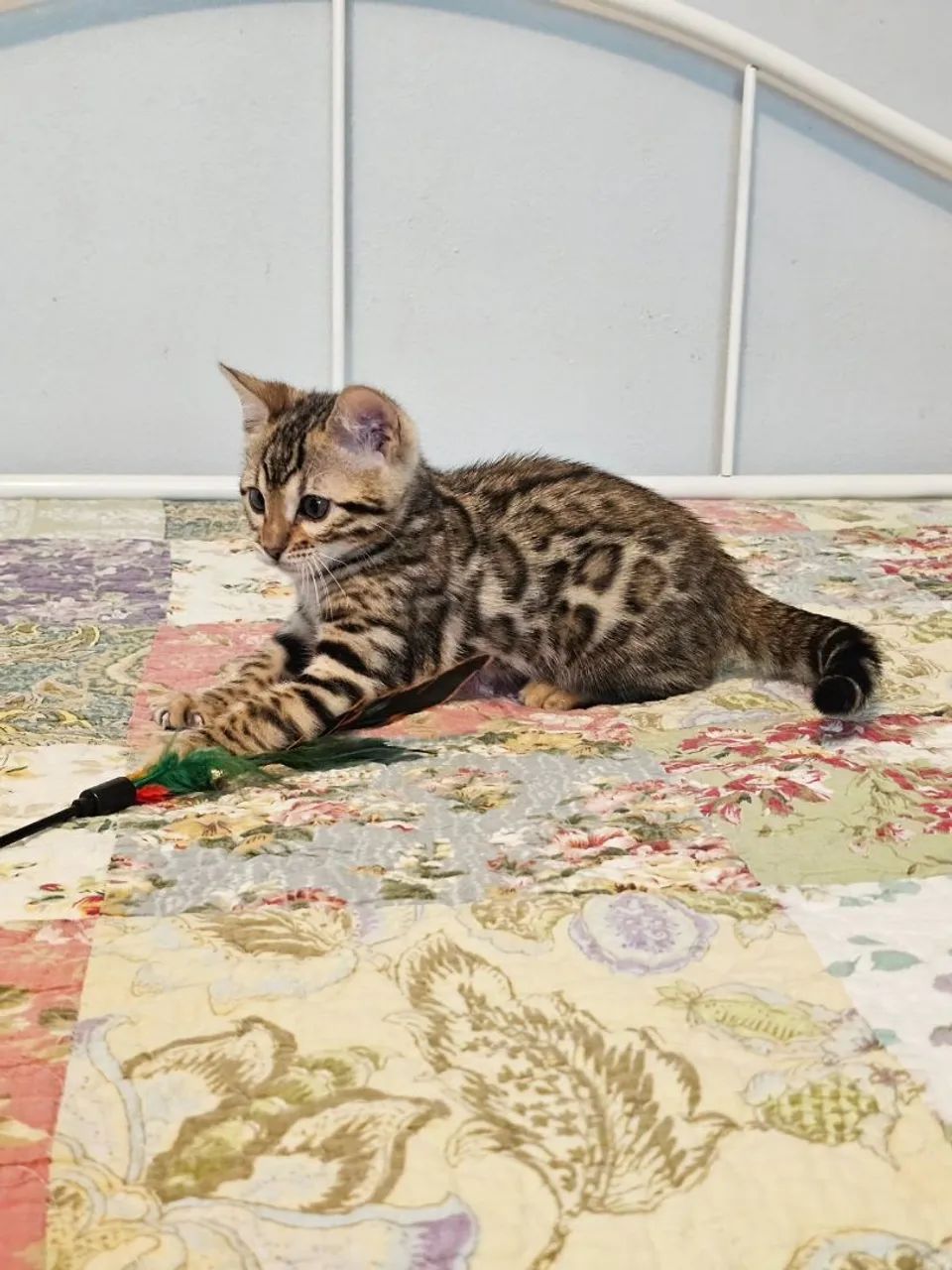 Bengal Cat  - Foto 4