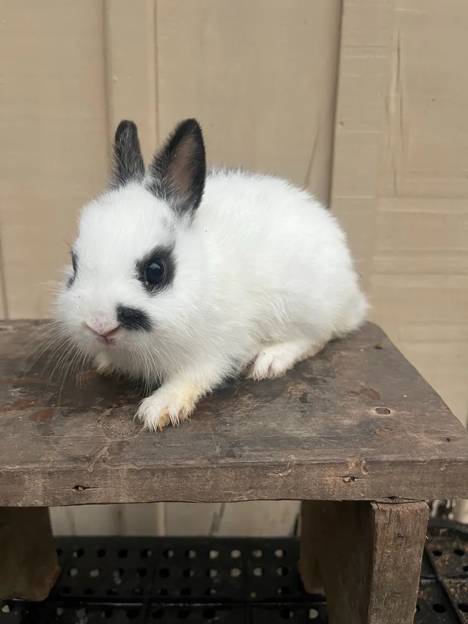 Mini Netherland - Bicolores 64962189234818124