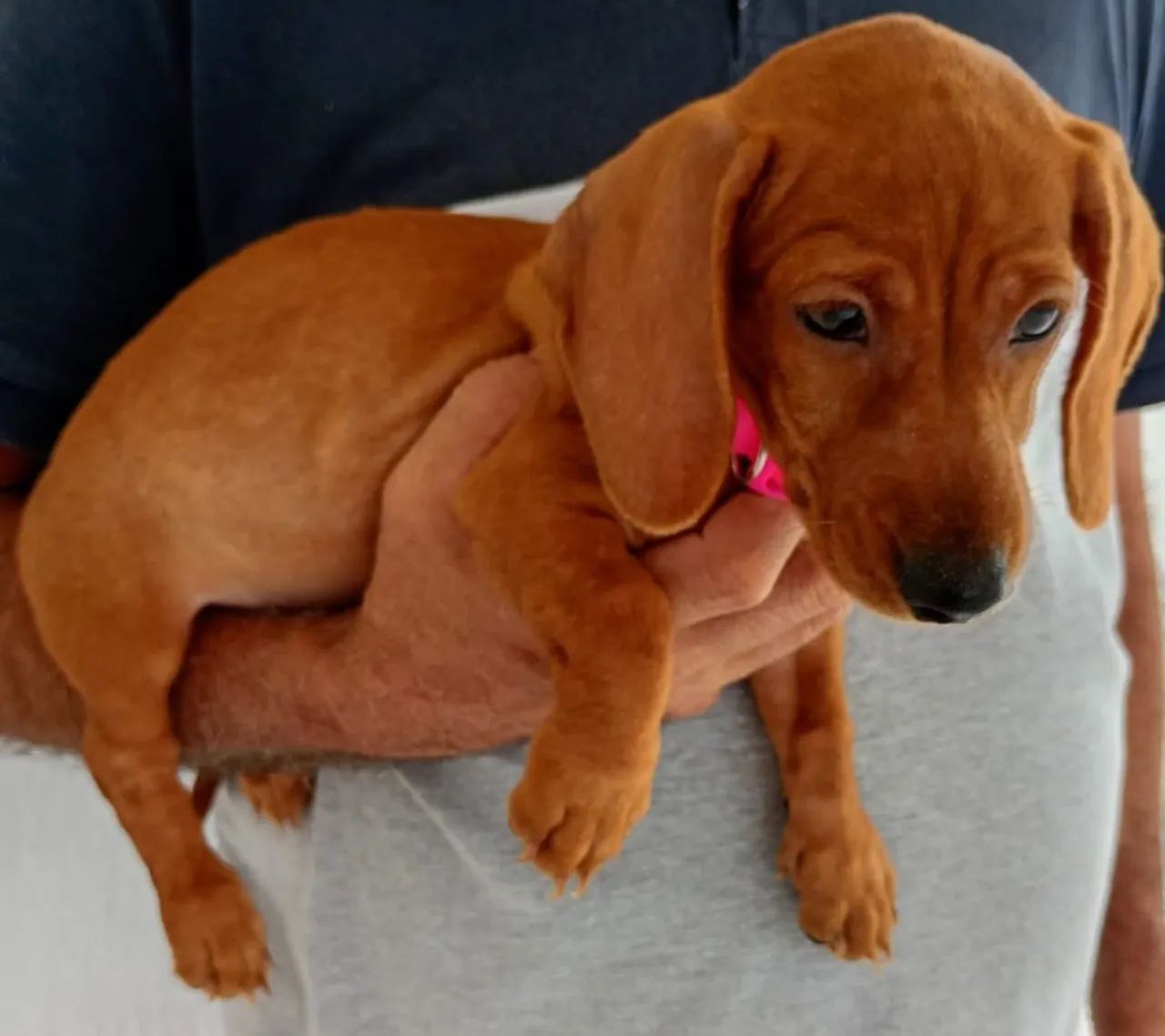 Vende se lindos filhotes de Dachshund mas conhecidos como salsichinhas!! - Foto 3