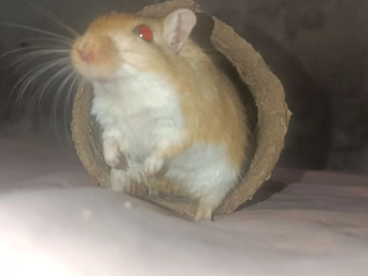 Esquilo da Mongólia gerbil  - Foto 3