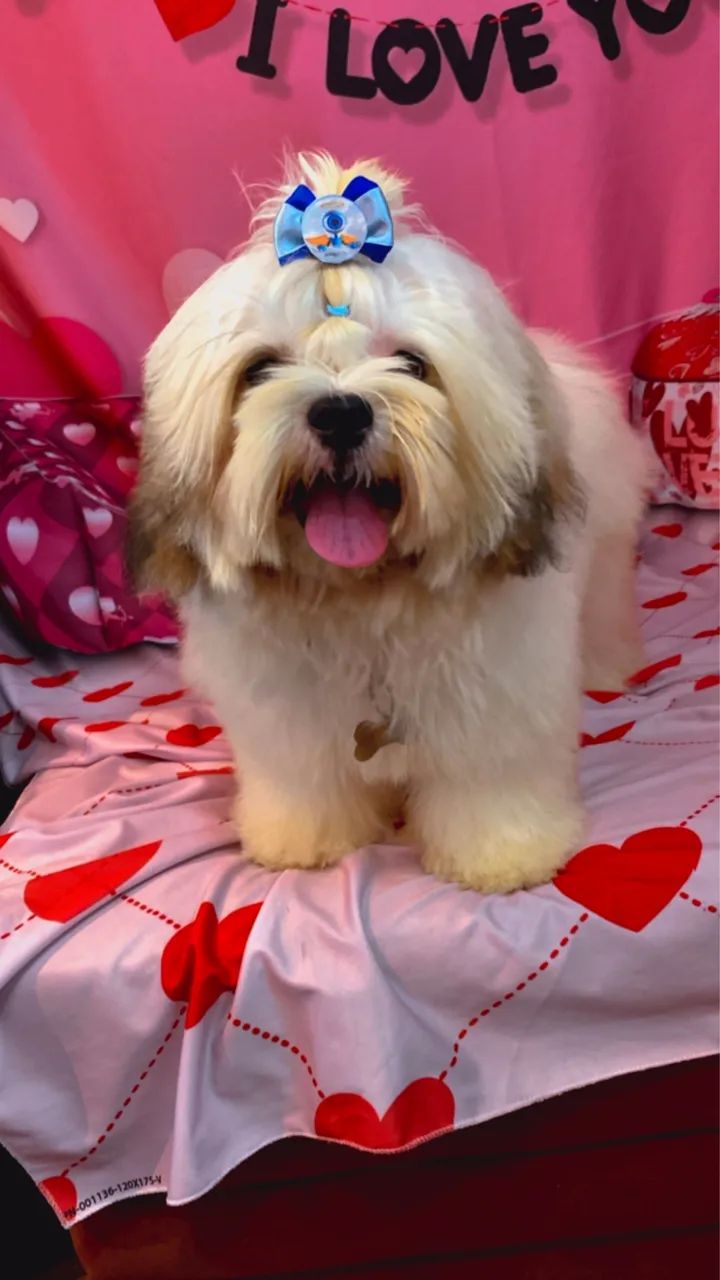 Cachorro  - Foto 4