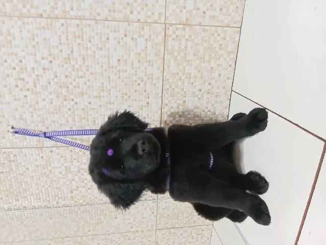 Cachorrinha.  - Foto 2