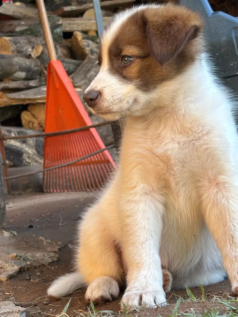 Cachorros  - Foto 5