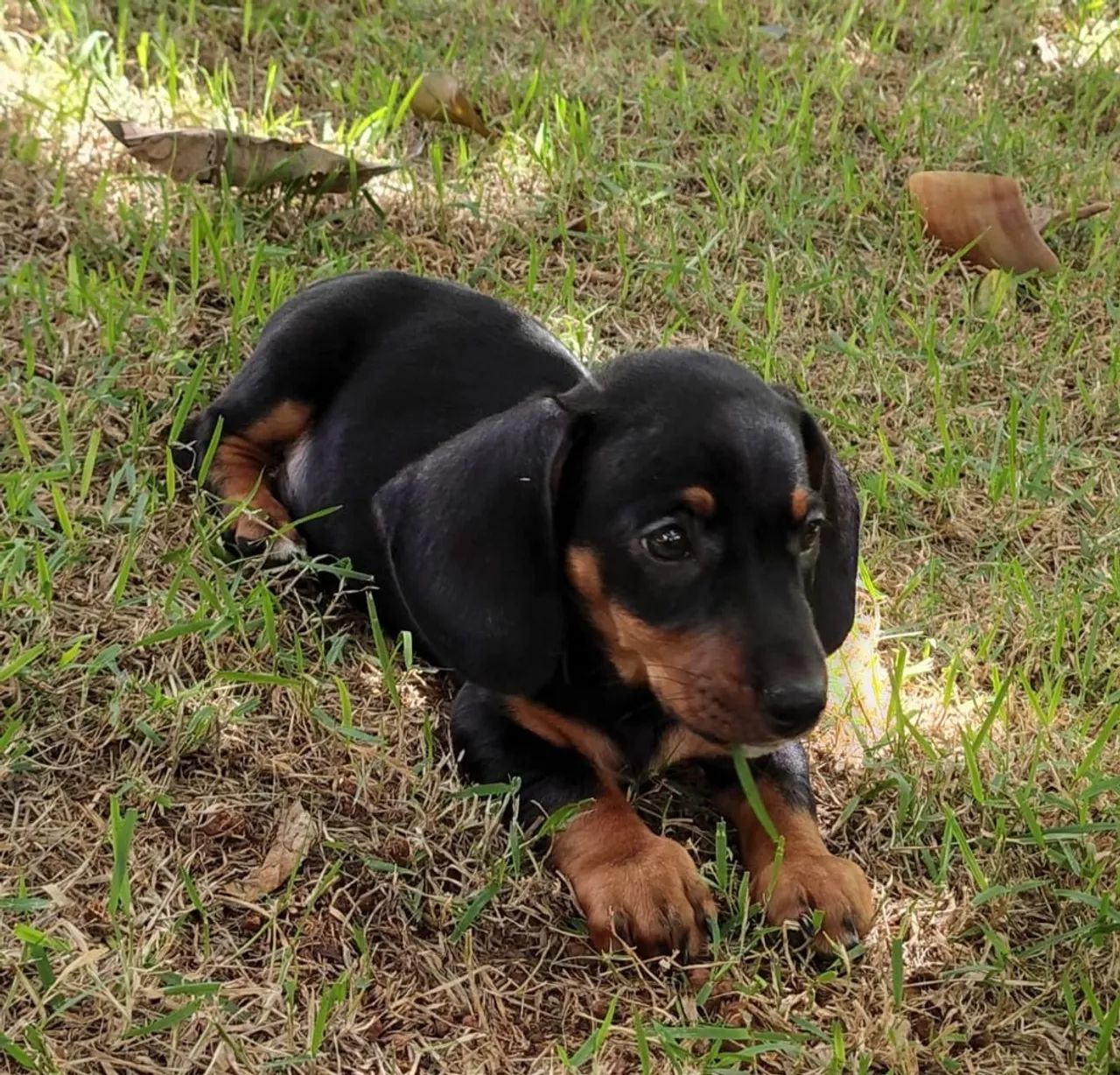 VENDE-SE LINDO BASSET DACHSHUND MINIATURA 