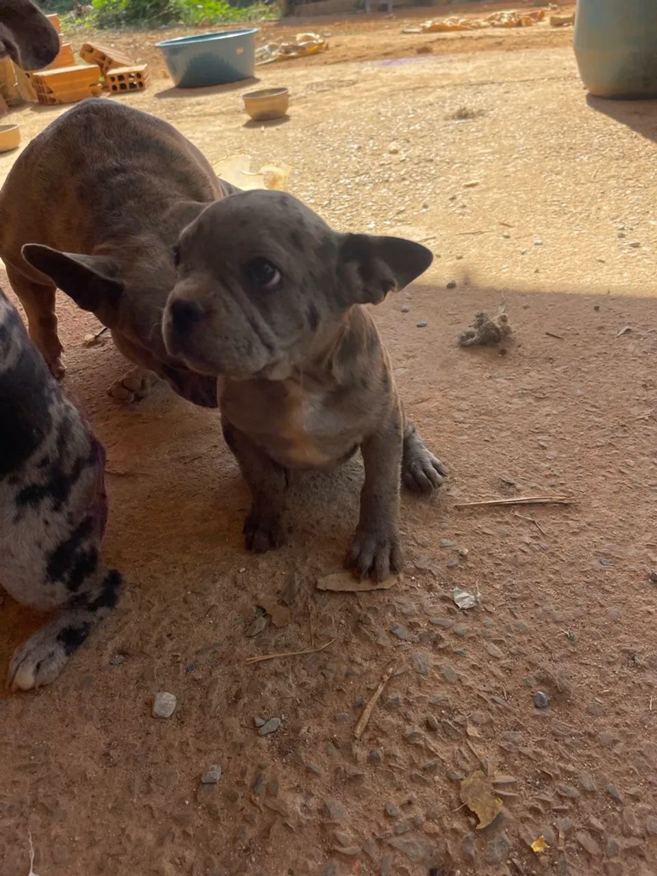 Vendo Buldogue Francês Merle  - Foto 5