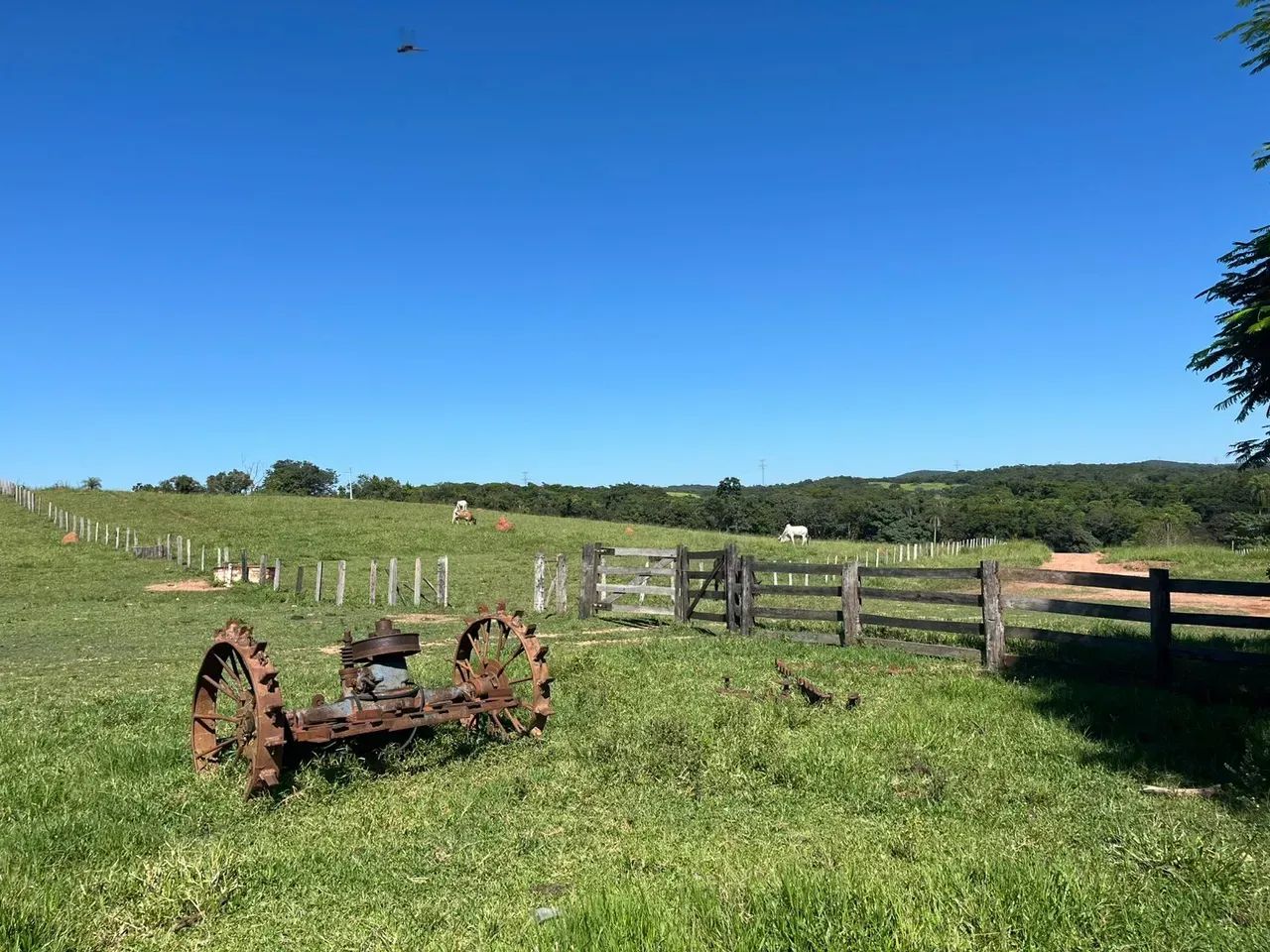 Fazenda 475 HA- Anastácio- MS - Cria, Re-cria e Engorda - Foto 5