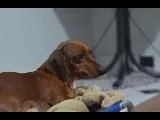 Dachshund  - Foto 3