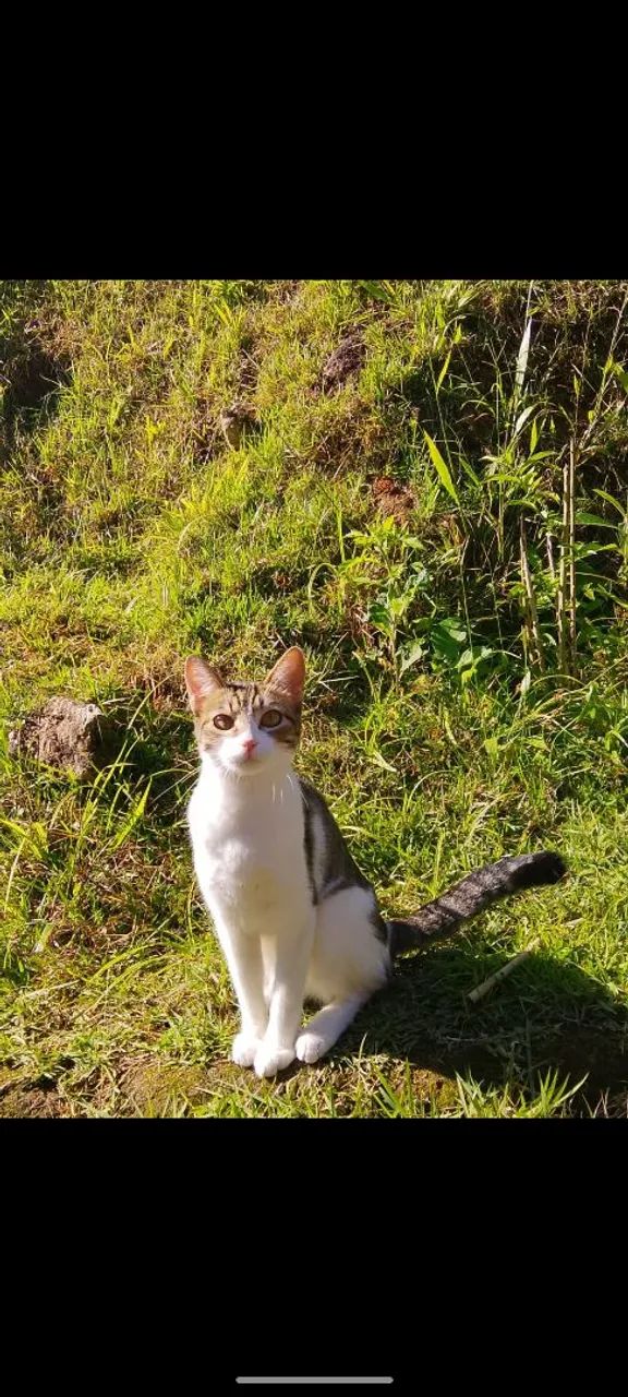 Doa se uma gatinha  - Foto 3