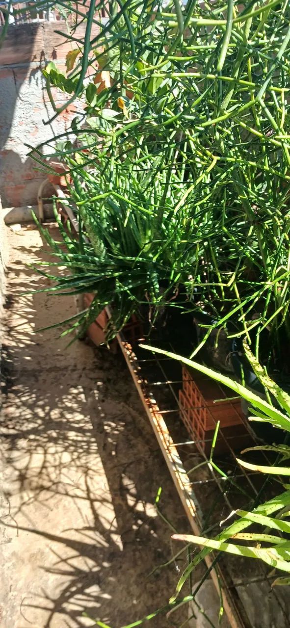 Plantas babosa e aveloz - Foto 4