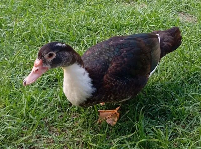 Pato macho - Foto 3