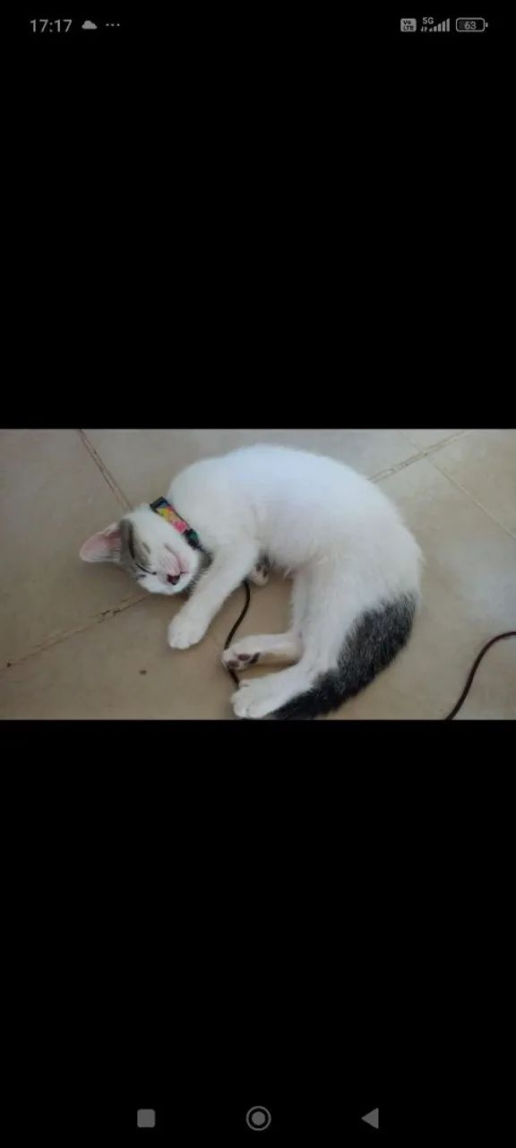 Gatinho para adoção  - Foto 3