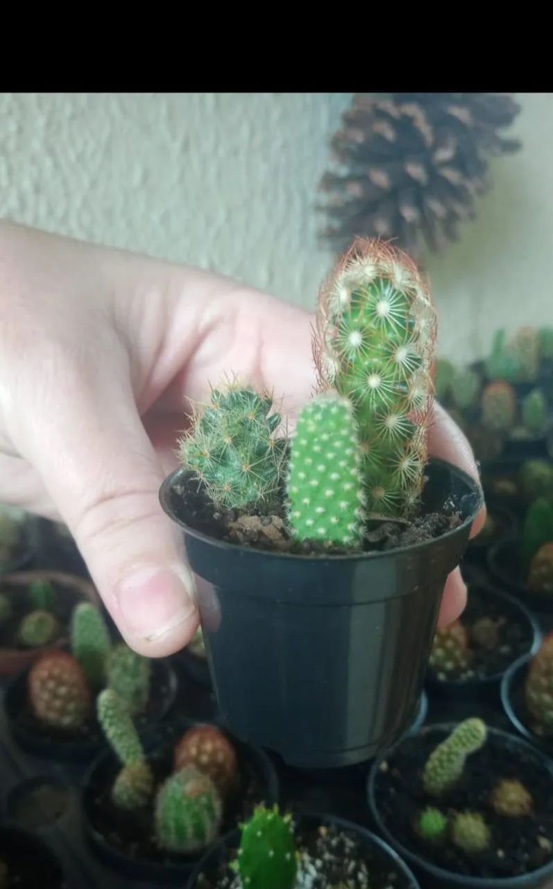Cactos  - Foto 2
