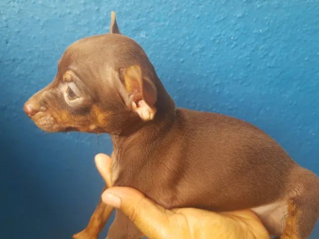 Pinscher macho  - Foto 3