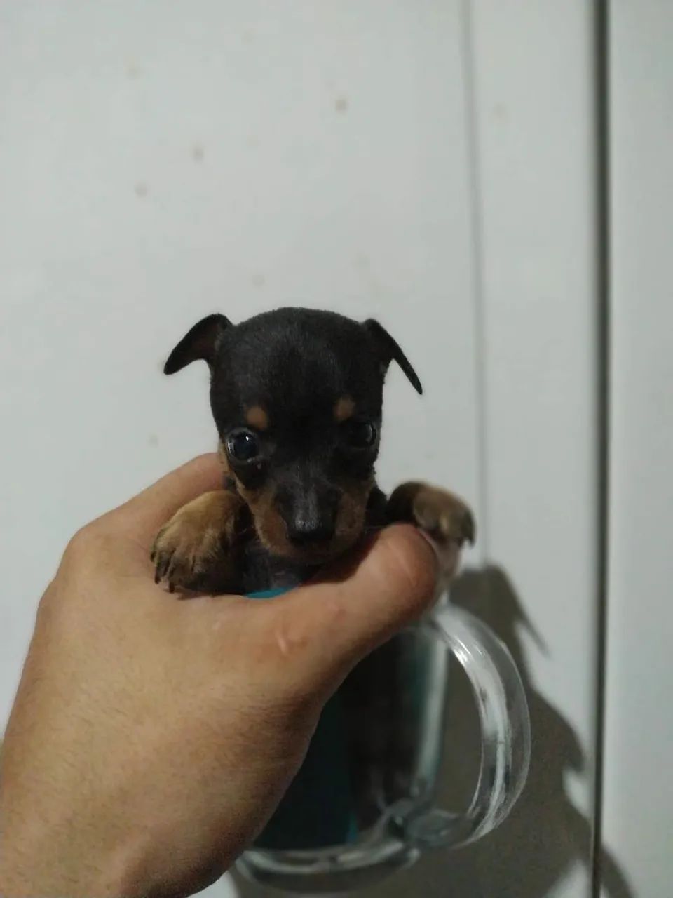 Pinscher 0 - Foto 4