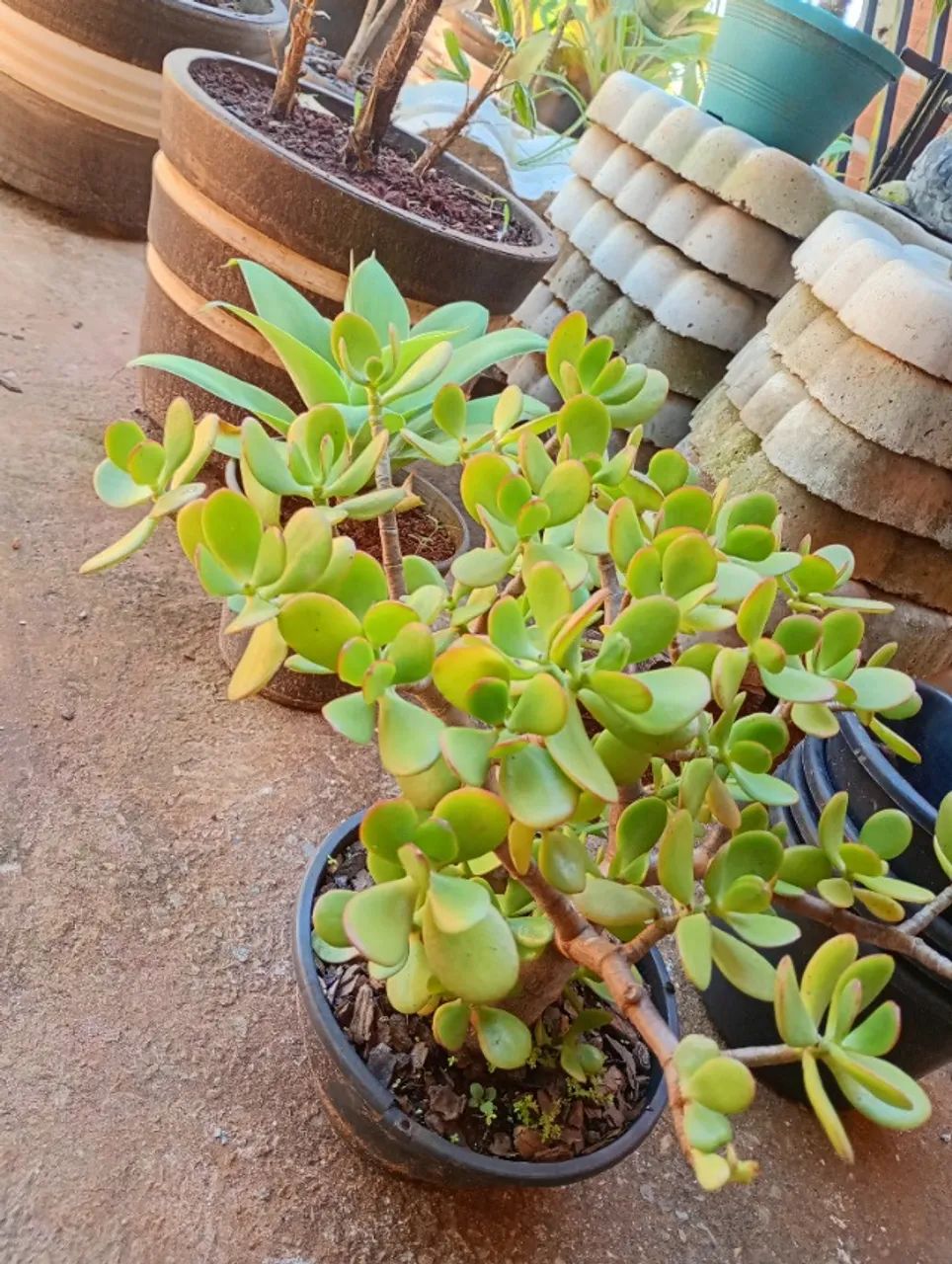 Plantas  - Foto 5