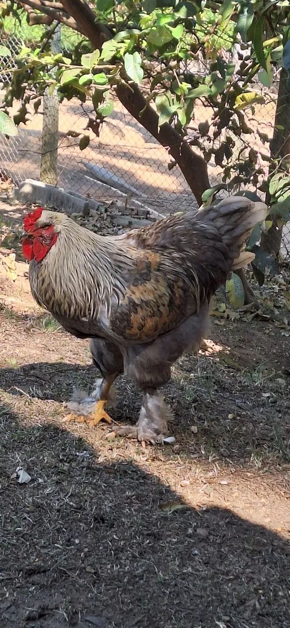 Galos brhama  - Foto 4